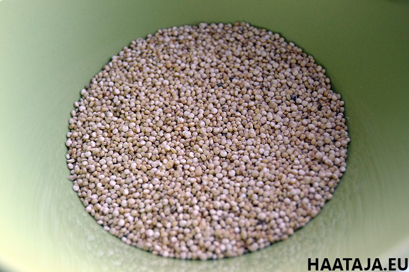 Kvinoa