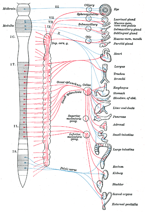 Autonominen hermosto. Kuva: Wikimedia Commonds